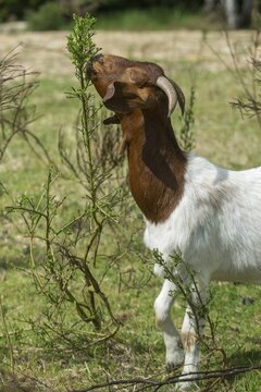 Artiodactyla, Boer goat, Capra aegagrus hircus sspec.1, even-toed ungulate, cloven-hoofed, domesticated animals, woody bite, pet, high size, portrait format, landscape management, landscape conservation, mammals, mammals, goat