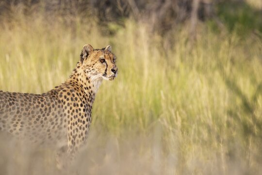 Cheetah (Acinonyx jubatus). Female. Kalahari Desert, Kgalagadi Transfrontier Park, South Africa