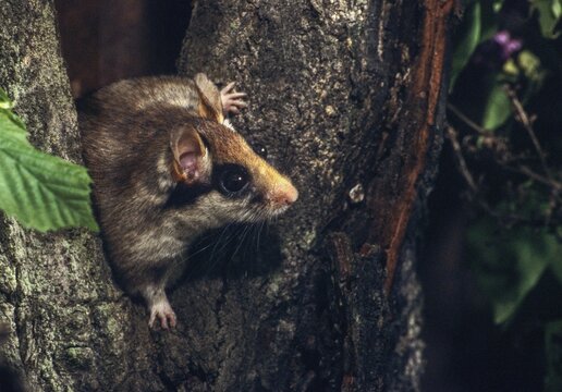 Eliomys quercinus, garden sleepers, rodents, rodentia, bilche, dormice, dormouse, mammals, rodents, sleepers, mammals