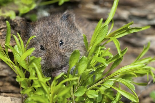 Earth mouse, field vole, microtus agrestis, rodents, Norway, rodentia, short-tailed vole, varanger, mammals, mouse, muroids, rodents, mammals, vole