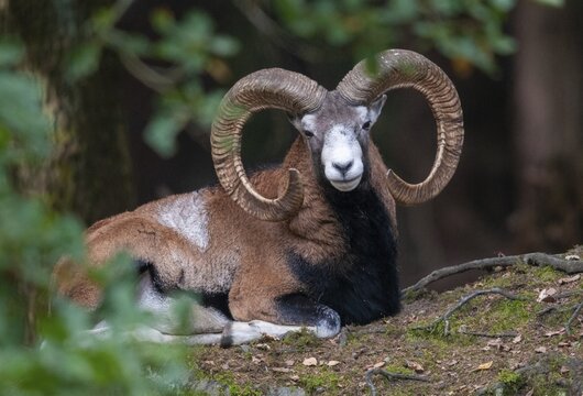 Artiodactyla, even-toed ungulate, mouflon, mouflon, mouflon, ovis gmelini musimon, cloven-hoofed, mammals, sheep, mammals, rams, game