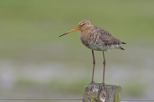 Black-tailed godwit (Limosa limosa) standing on a post, Ochsenmoor, Lake D&uuml;mmer, H&uuml;de, Lower Saxony, Germany