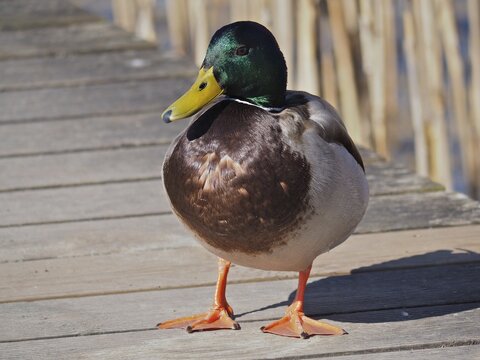 A male mallard duck (Anas platyrhynchos) stands on a footbridge in the sunlight and observes the surroundings. Lake Sempach, Sempach, Canton Lucerne, Switzerland