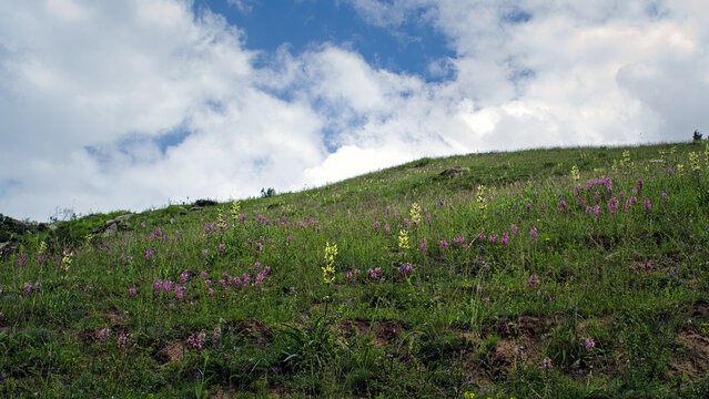 Blooming Alpine Meadow with Purple and Yellow Wildflowers Under Dramatic Blue Sky in Chasak Village, Pangi Valley, Himachal Pradesh, India.