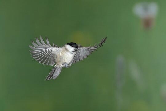 Marsh tit (Parus palustris), in flight, flight photo, North Rhine-Westphalia, Germany