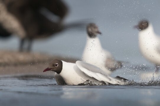 Black-headed gull, chroicocephalus ridibundus, black-headed gull, larus ridibundus, adult, bath, bathe, birds, charadriiformes, adult, sexual mature, gulls, limicols, seagulls, birds