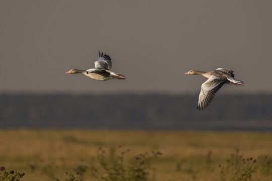 Anser Anser, Greylag or Graylag Goose, Grelag Goose, Anatidae, Birds, Duckbirds, Flying, Flight, Goose, Geese, Birds, Waterbirds, Waterbirds