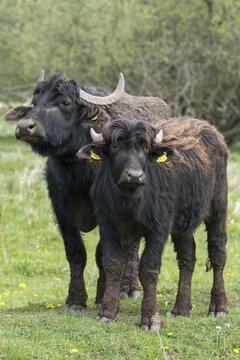 Artiodactyla, Bubalus Arnee, Even-Toed Ungulate, Frie&szlig;nitzer See, Germany, Greiz, Paarhufer, Thuringia, water buffalo, water buffalo, grazing, domesticated animals, extensive grazing, pet, high size, portrait format, mammals, Vogtland