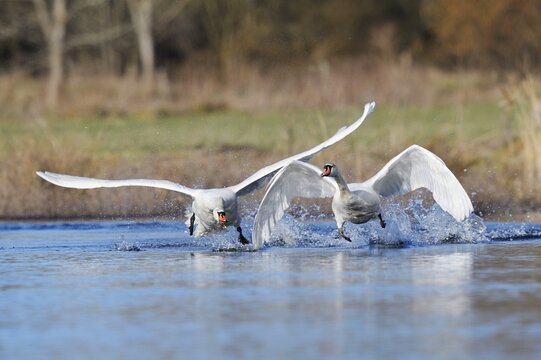 A mute swan (Cygnus olor) chases a rival out of its territory, North Rhine-Westphalia, Germany