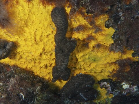 Dark kidney sponge (Chondrosia reniformis), a marine sponge, on a bright yellow surface in the ocean, Risco Verde dive site, Arinaga, Gran Canaria, Spain, Europe, Atlantic Ocean