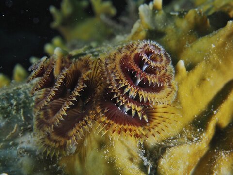 Christmas tree worm (Spirobranchus giganteus), dive site John Pennekamp Coral Reef State Park, Key Largo, Florida Keys, Florida, USA