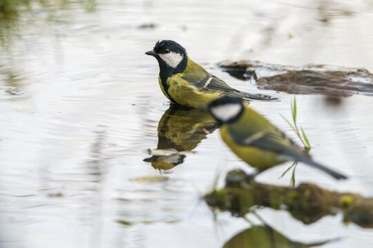 Great tit, great tit, parus major, bath, bird bath, birds, tit, passeri, songbirds, songbirds, tits, potions, birdbath, birds, watering place