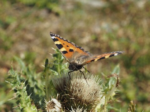 A butterfly with patterned wings, the Small tortoiseshell (Aglais urticae), on a thistle, Goms, Canton of Valais, Switzerland