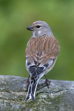 Acanthis cannabina, bloodtail, linaria cannabina, linnet, birds, high size, portrait, hanfling, male, passeri, songbirds, birds