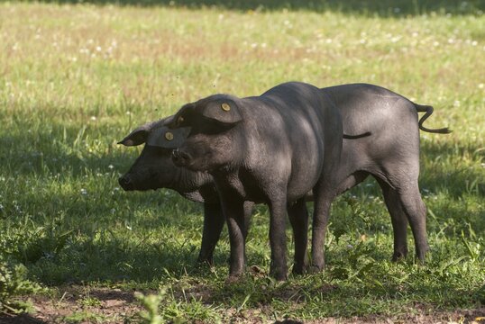 Artiodactyla, cerdo ib&eacute;rico, even-toed ungulate, Iberian pig, Iberian pig, cloven-hoofed, sus scrofa mediterraneus, domesticated animals, extremadura, pet, mammals, pigs, Spain, mammals