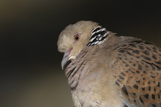 European turtle dove (Streptopelia turtur) adult bird head portrait, England, United Kingdom