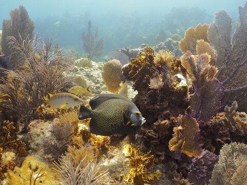 A single tropical fish, French angelfish (Pomacanthus paru), with yellow and black patterns swims in front of a typical Caribbean reef with soft corals. Dive site John Pennekamp Coral Reef State Park, Key Largo, Florida Keys, Florida, USA