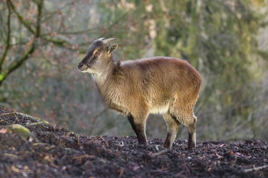 A female Himalayan Tahr (Hemitragus jemlahicus) stands on a forest edge. In the background is a dense forest
