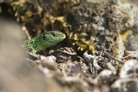 Lacerta agilis, sand lizard, sand lizard, critters, lizards, reptiles, lizards, males, reptilia, reptiles