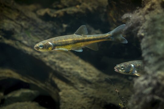 Bitterfish, minnow, Eurasian minnow, minnow, prille, phoxinus phoxinus, common minnow, fish, fishes, rivers, pisces