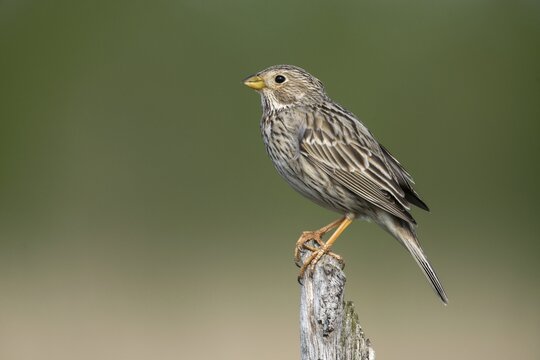 Brandenburg, Corn Bunting, Germany, Emberiza Calandra, Corn Bunting, Miliaria Calandra, Nabu, Nabu Project, National Natural Heritage, Gr&uuml;nhaus Nature Paradise, Post-Mining Landscape, Birds, Gr&uuml;nhaus, Passeri, Songbirds, Birds
