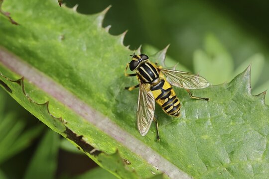 Dangling sunlover (Helophilus pendulus), macro photograph, Wilnsdorf, North Rhine-Westphalia, Germany