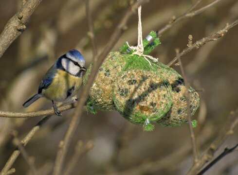 Blue tit, parus caeruleus, birds, garden, tit, passeri, songbirds, songbirds, tits, birds, winter feeding