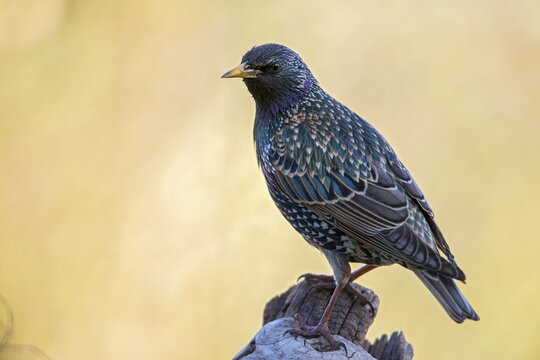 Star, Starling, Sturnus vulgaris, Birds, Passeri, Songbirds, Birds