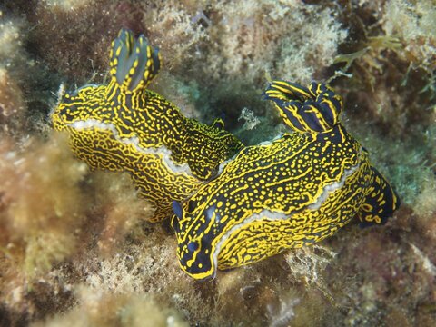 Two vibrantly coloured nudibranchs in yellow and blue, and a yellow-and-purple star snail (Felimare picta), on the seabed, at the El Cabron Marine Reserve dive site, Arinaga, Gran Canaria, Spain, Europe, Atlantic Ocean