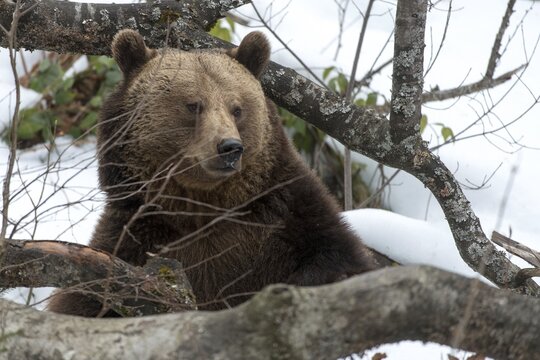 Brown bear, carnivora, predators, ursus arctos, bear, mammals, raptors, mammals
