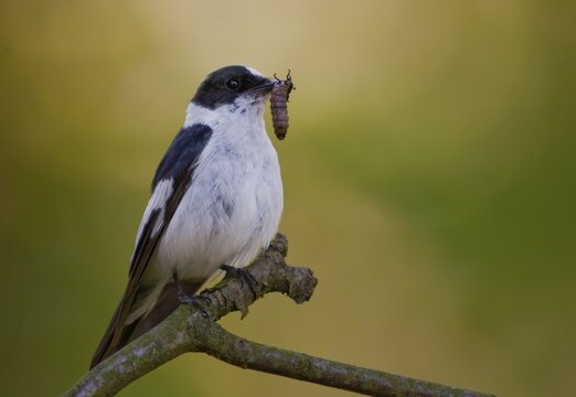 Collared flycatcher, ficedula albicollis, collared snapper, birds, passeri, songbirds, birds