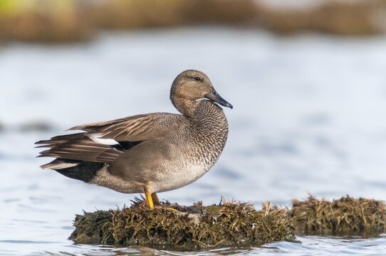 Anas Strepera, Gadwall, Mareca Strepera, Middle Duck, Schnatterente, Anatidae, Birds, Ducks, Ducks, Duckbirds, Waterbirds