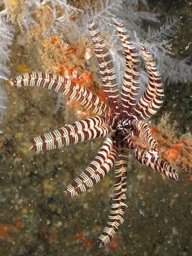 Feathered starfish with striped arms, sawtooth starfish (Oligometra serripinna), in a coral environment. Dive site Aliwal Shoal, Umkomaas, KwaZulu Natal, South Africa