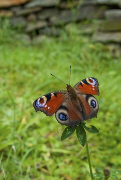 Aglais io, Inachis io, Nymphalis io, peacock, peacock, butterfly, high size, portrait format, insects, butterfly, butterflies, butterflies