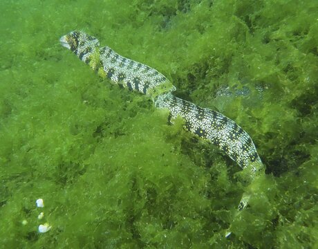 A moray eel, star-spotted moray eel (Echidna nebulosa), wriggling through dense green algae, dive site Secret Bay, Gilimanuk, Bali, Indonesia