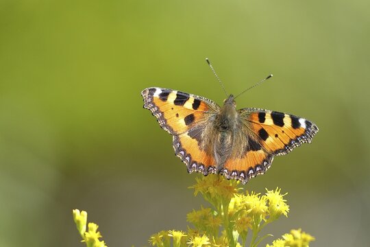 Small tortoiseshell (Aglais urticae), on a goldenrod (Solidago) flower, Wilden, North Rhine-Westphalia, Germany