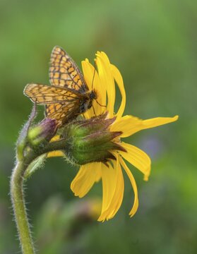 Bite tick moth, arnica montana, arnica, asteraceae, mountain welfare rental, euphydryas aurinia, eurodryas aurinia, golden cheek moth, daisy, marsh fritillary, melitaea aurinia, scabiotic cheek moth, butterfly, flora, high size, portrait, insects, leopard's Bane, mountain arnica, mountain tobacco, plants, butterfly, butterflies, wolf's bane