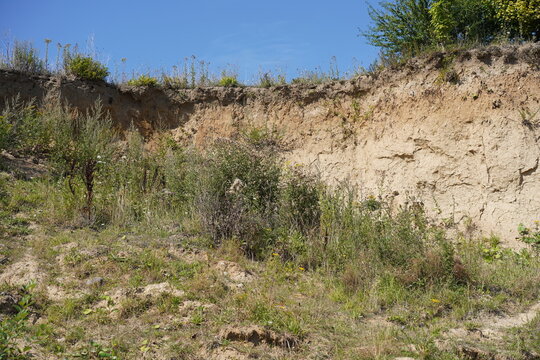Bewachsene Steilk&uuml;ste und Abbruchkante an der Ostsee bei Sierksdorf im Sommer