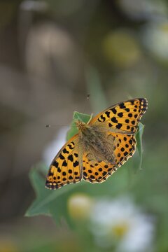 Argynnis Lathonia, Issoria Lathonia, little mother-of-pearl butterfly, queen of Spain fritillary, butterfly, butterfly, butterfly, butterfly, butterfly