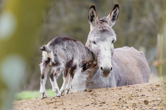 Friendship without borders. A domestic donkey (Equus asinus) and a Tauernschecke goat (Capra aegagrus hircus) cuddle together. Captive, Bavaria, Germany