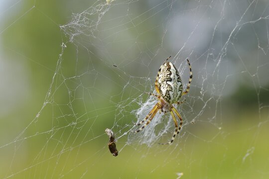 Oak leaf spider, also known as oak spider (Aculepeira ceropegia), with prey in web, Westerwald, Rhineland-Palatinate, Germany