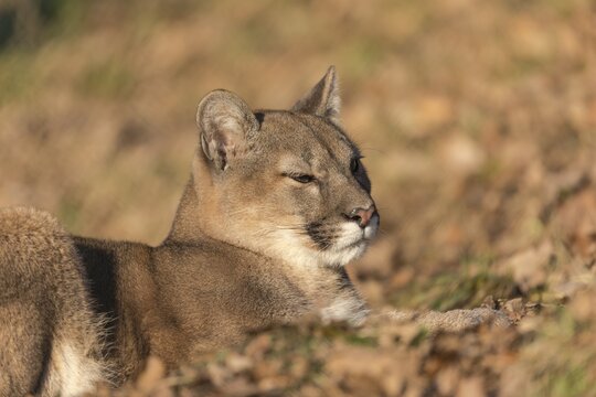 One female cougar, Puma concolor, lying on autumn leafes in late sunlight