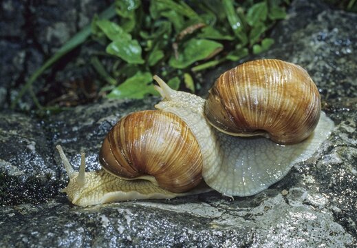 Burgundy snail, helix pomatia, roman snail, vineyard snail, couple, gastropoda, mollusca, molluscs, mating prelude, snails, molluscs