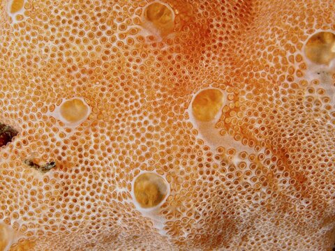 Orange textured surface with small bubbles and organic pattern of Mediterranean sea strawberry (Aplidium elegans), sea squirt, Les Grottes dive site, Giens peninsula, Provence Alpes C&ocirc;te d'Azur, France