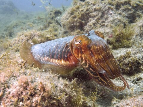 A common cuttlefish (Sepia officinalis) moves amongst seaweed, camouflaged by its colours, at the El Cabron Marine Reserve dive site, Arinaga, Gran Canaria, Spain, Europe, Atlantic Ocean