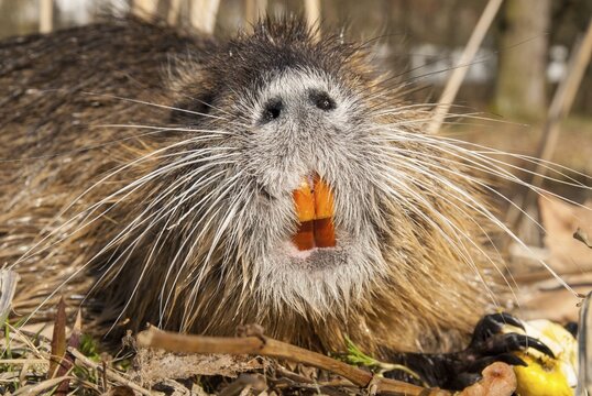 Beaver rat, coypu, myocastor coypus, rodents, nutria, rodentia, swamp beaver, mammals, rodents, mammals
