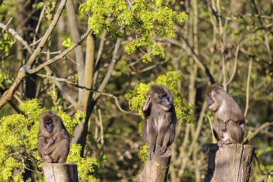 Three Drills (Mandrillus leucophaeus) sit high up on the three stumps of a cut tree and enjoy the early sunlight. A green forest can be seen in the background