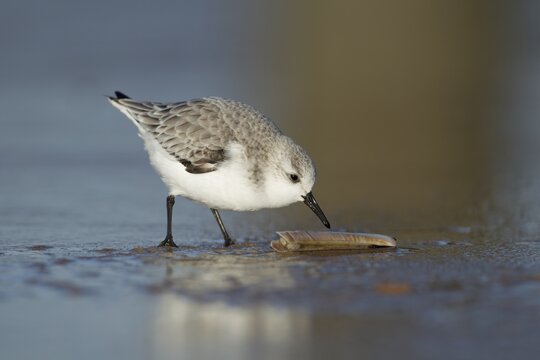 Sanderling (Calidris alba) adult wading bird in winter plumage feeding on a razorshell on a beach, Norfolk, England, United Kingdom