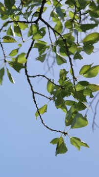 Green Leaves and Branches Swaying in Summer Wind Blue Sky, Vertical Video