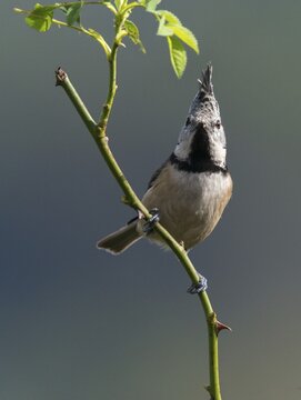 Crested tit, crested tit, Lophophanes cristatus, parus cristatus, birds, high size, portrait format, tits, passeri, songbirds, tits, birds